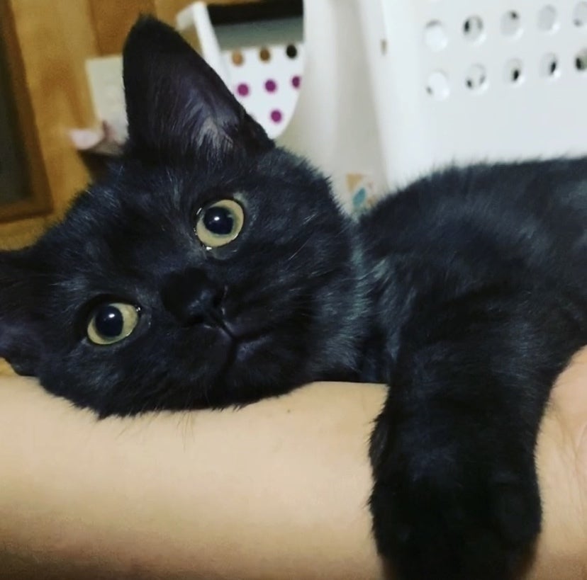 3番目のメイン画像