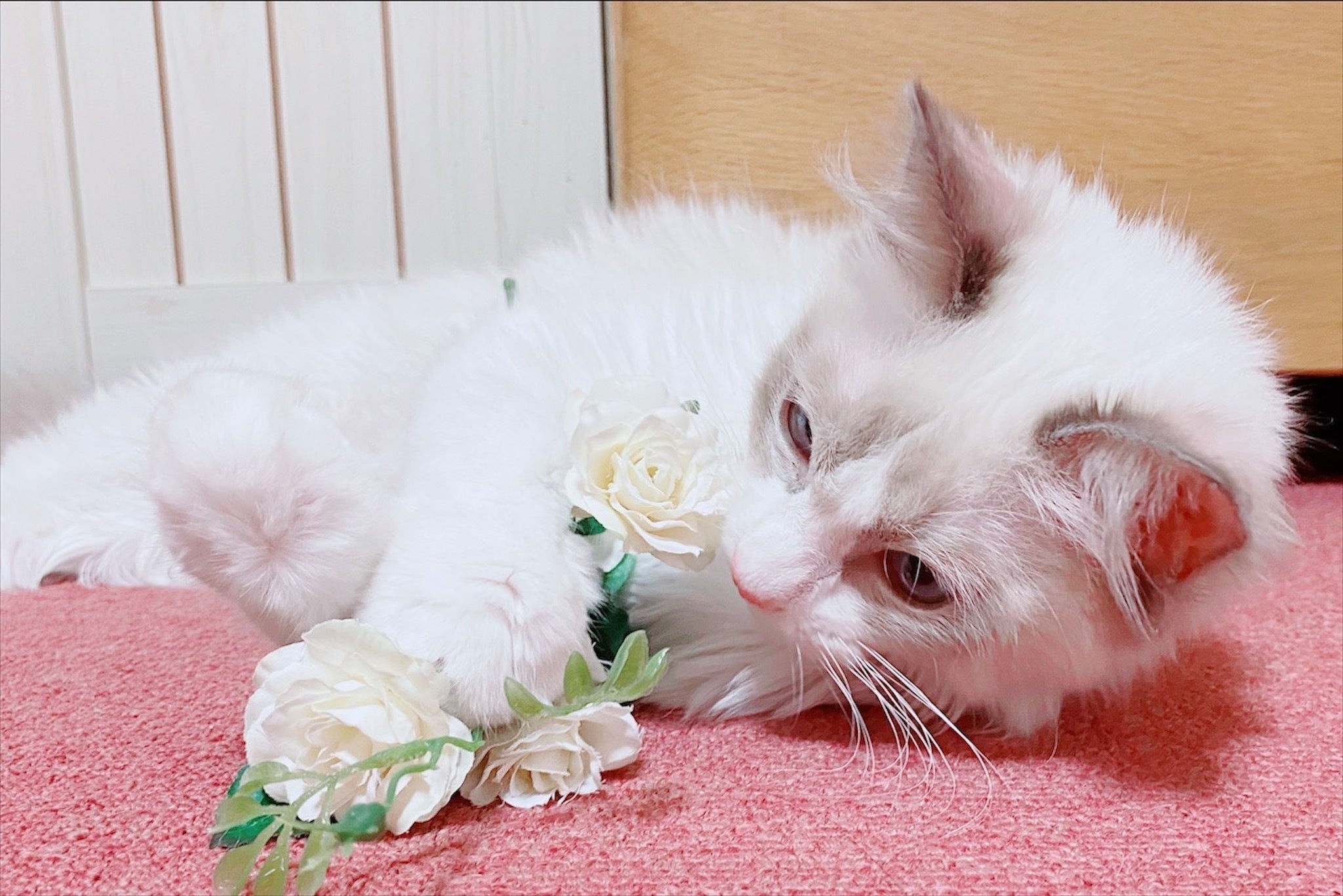 3番目のメイン画像