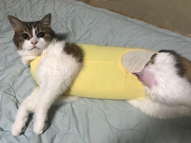 3番目のメイン画像