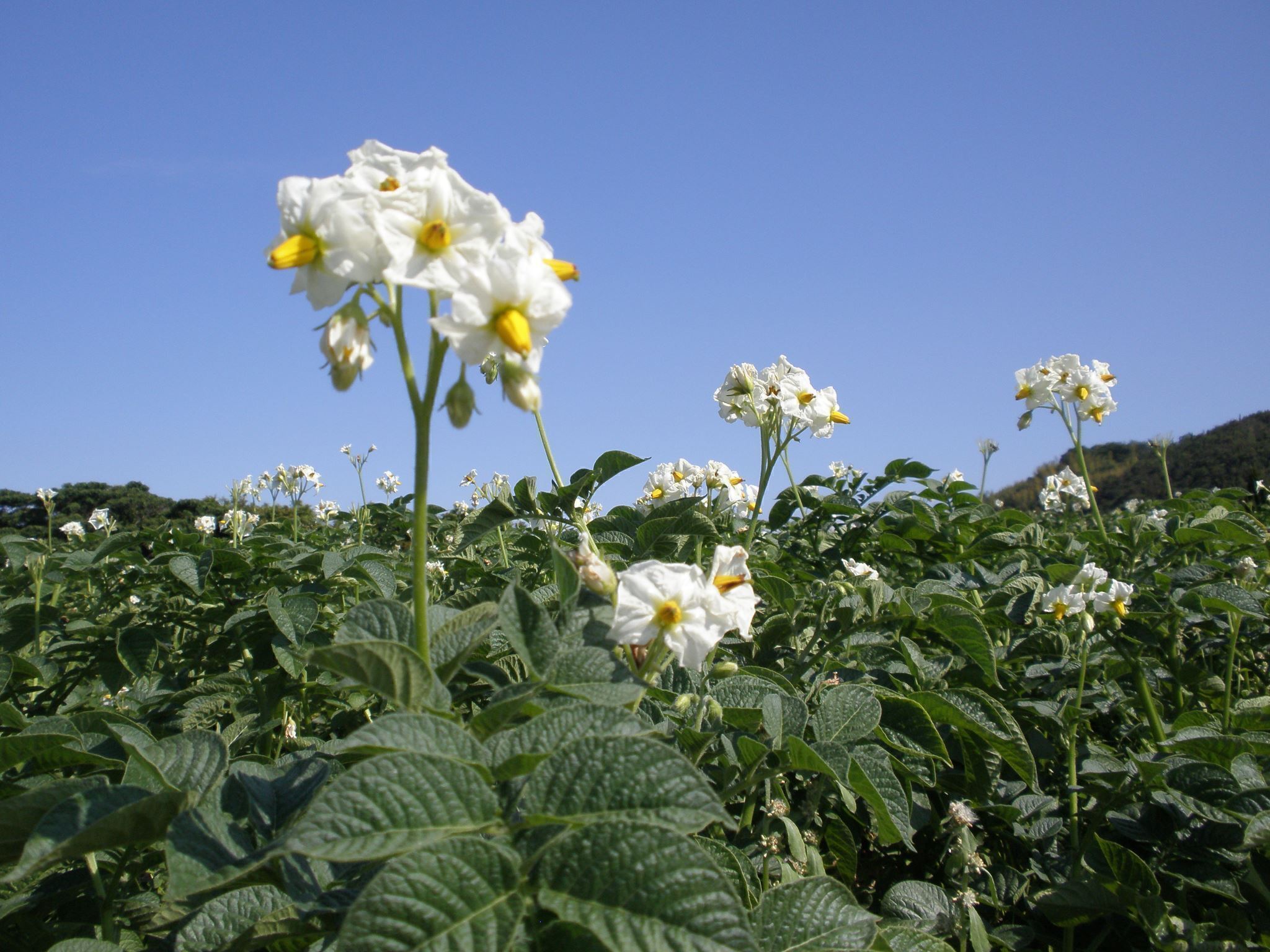 4番目のメイン画像