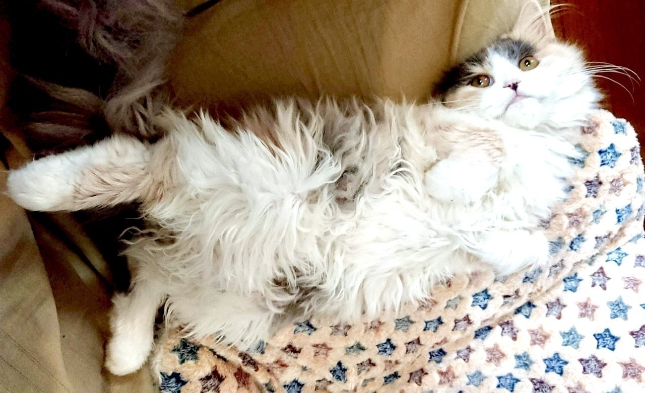 2番目のメイン画像