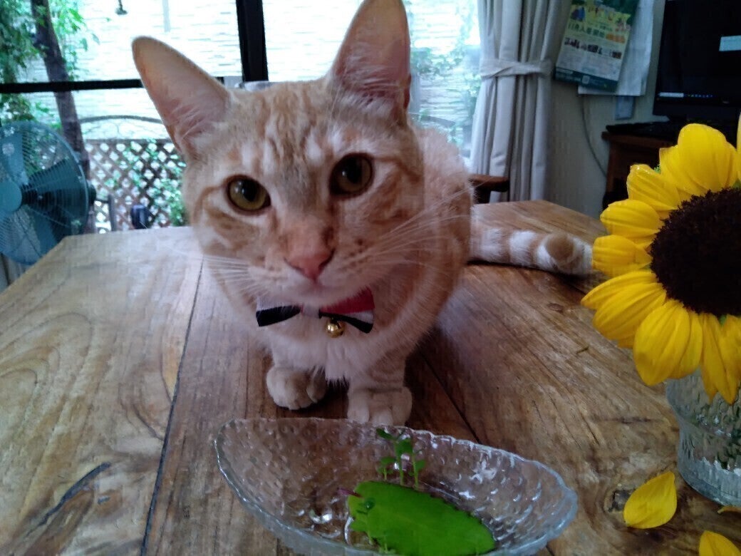 4番目のメイン画像