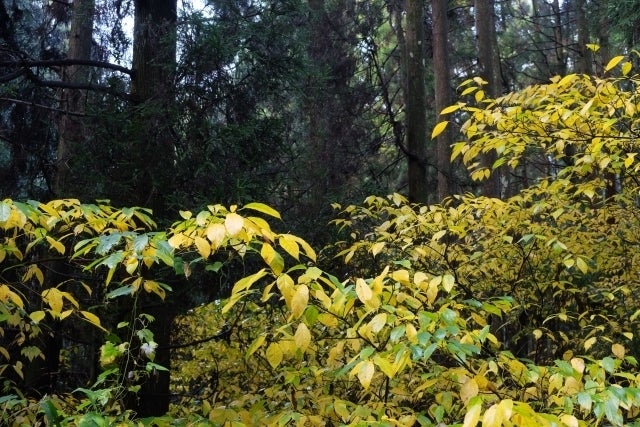 4番目のメイン画像