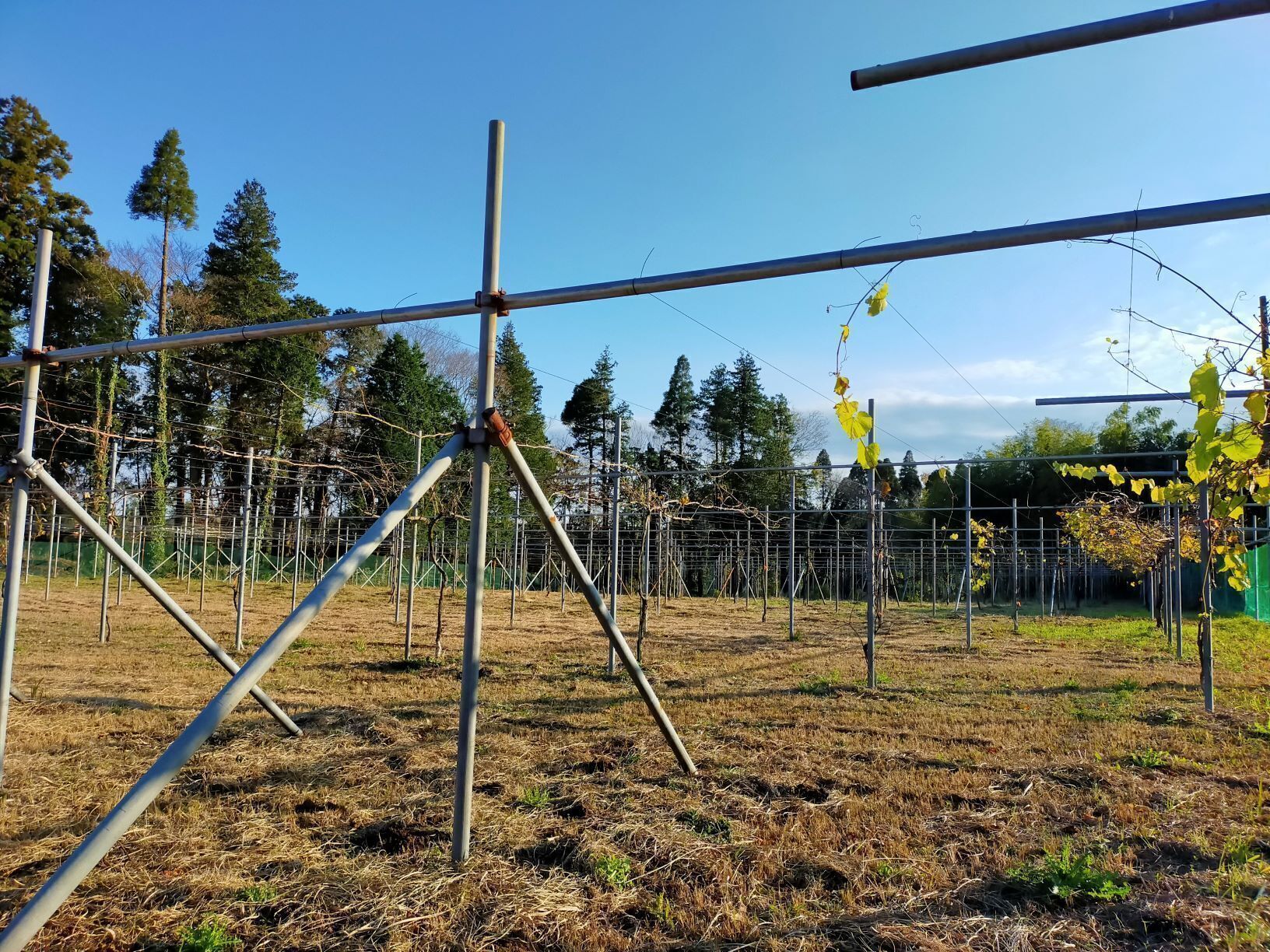 5番目のメイン画像