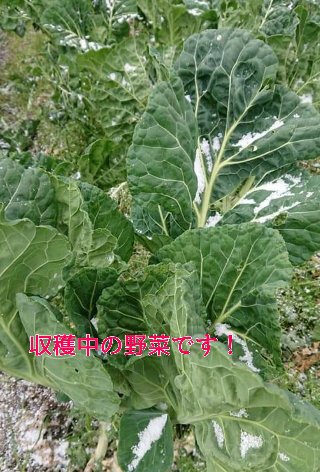 2番目のメイン画像