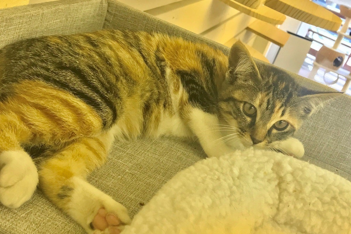 2番目のメイン画像