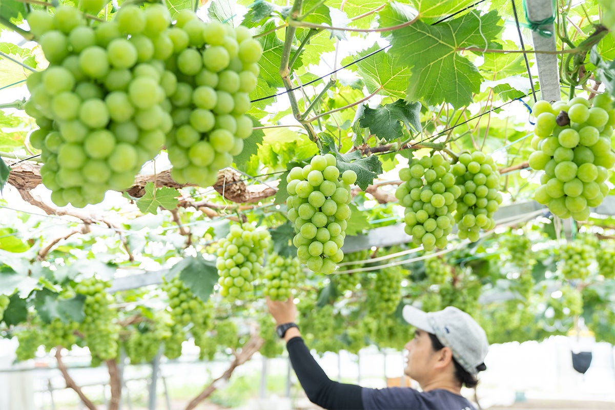 3番目のメイン画像