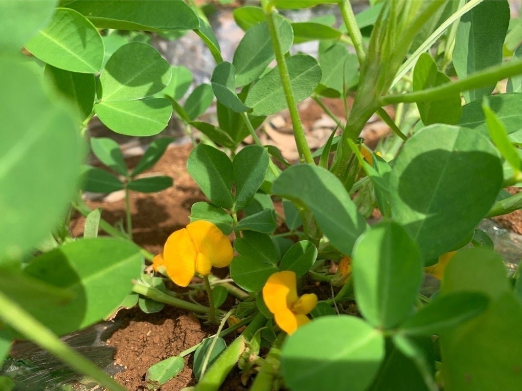 4番目のメイン画像