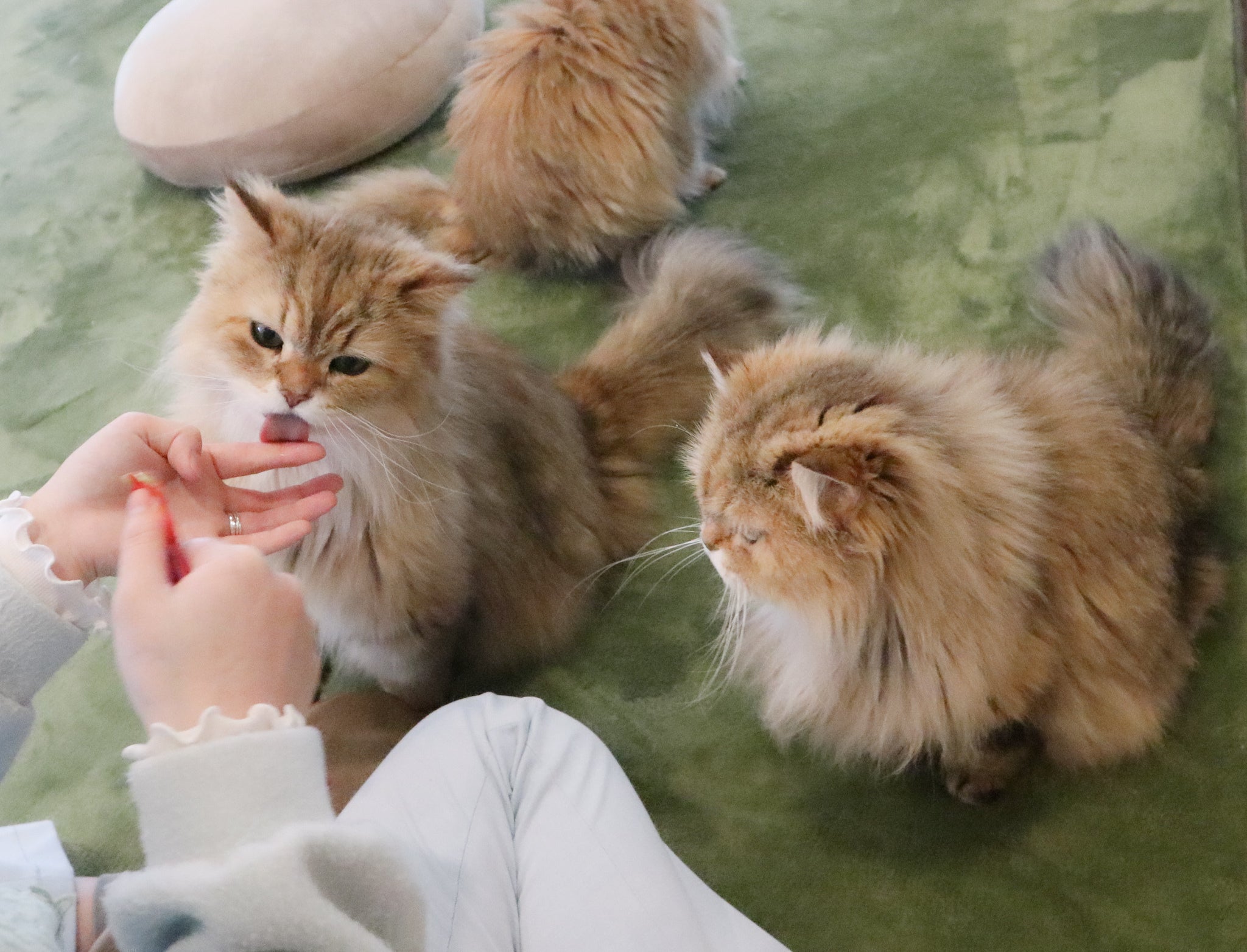 3番目のメイン画像