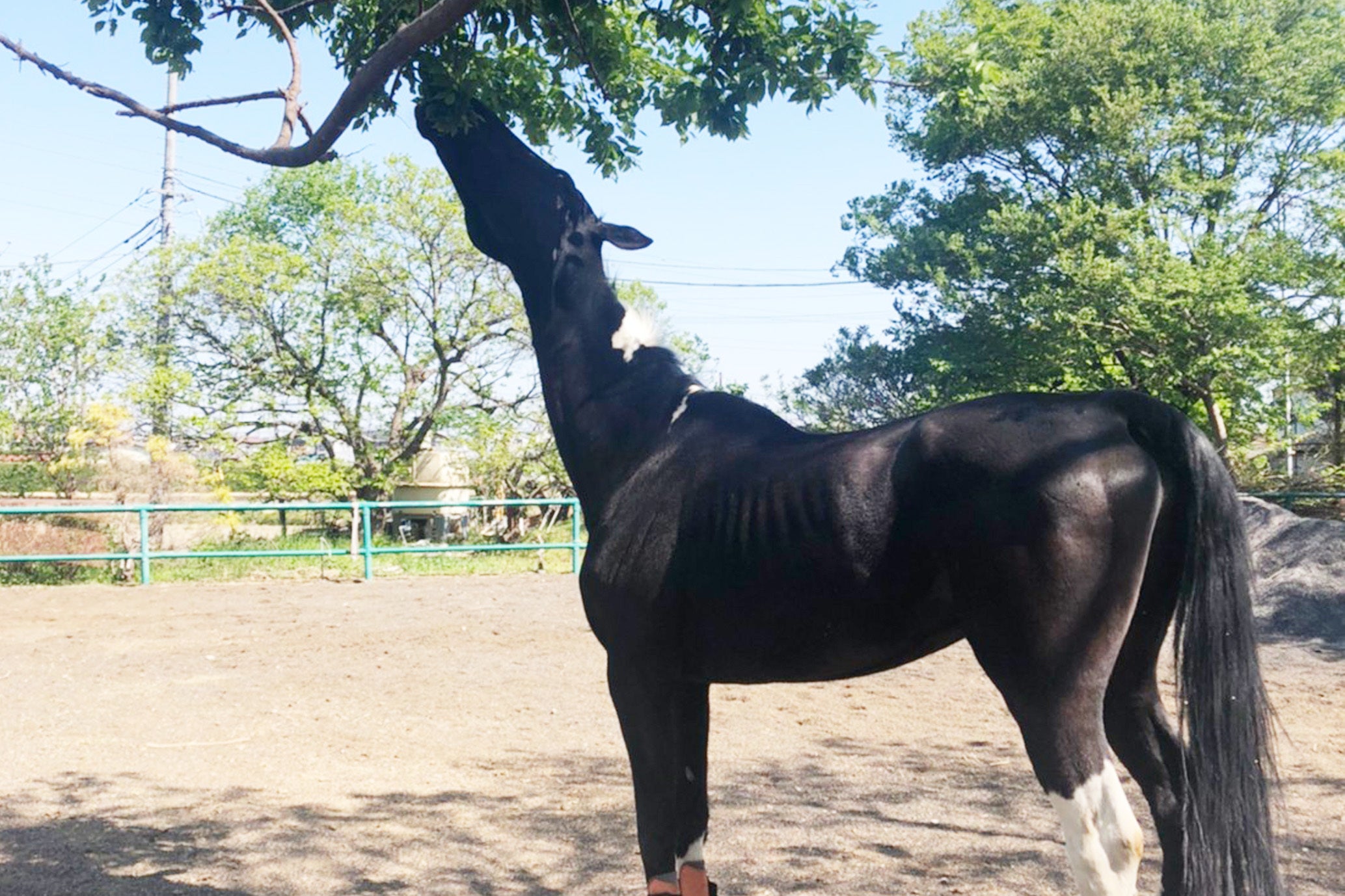 4番目のメイン画像