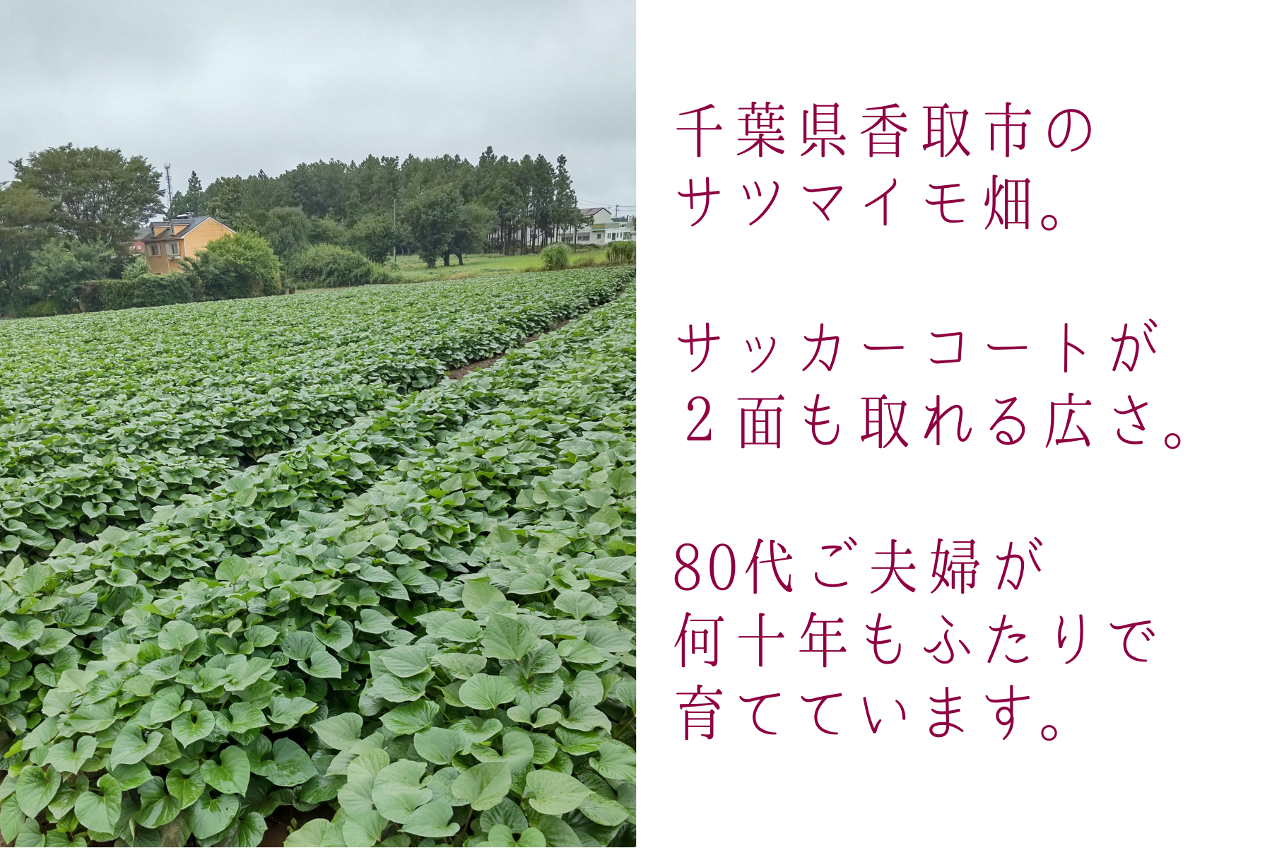 2番目のメイン画像