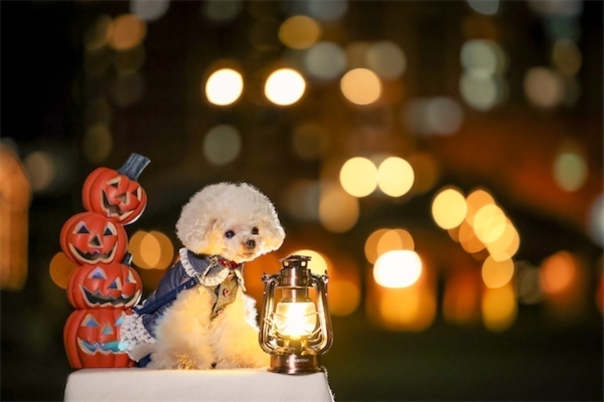 3番目のメイン画像