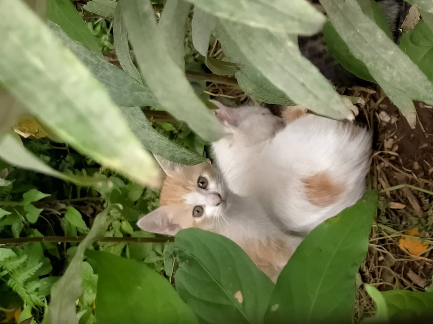 3番目のメイン画像