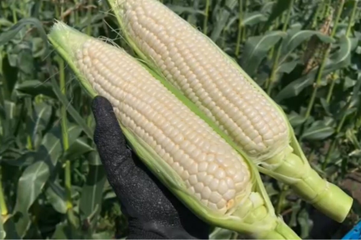 1番目のメイン画像