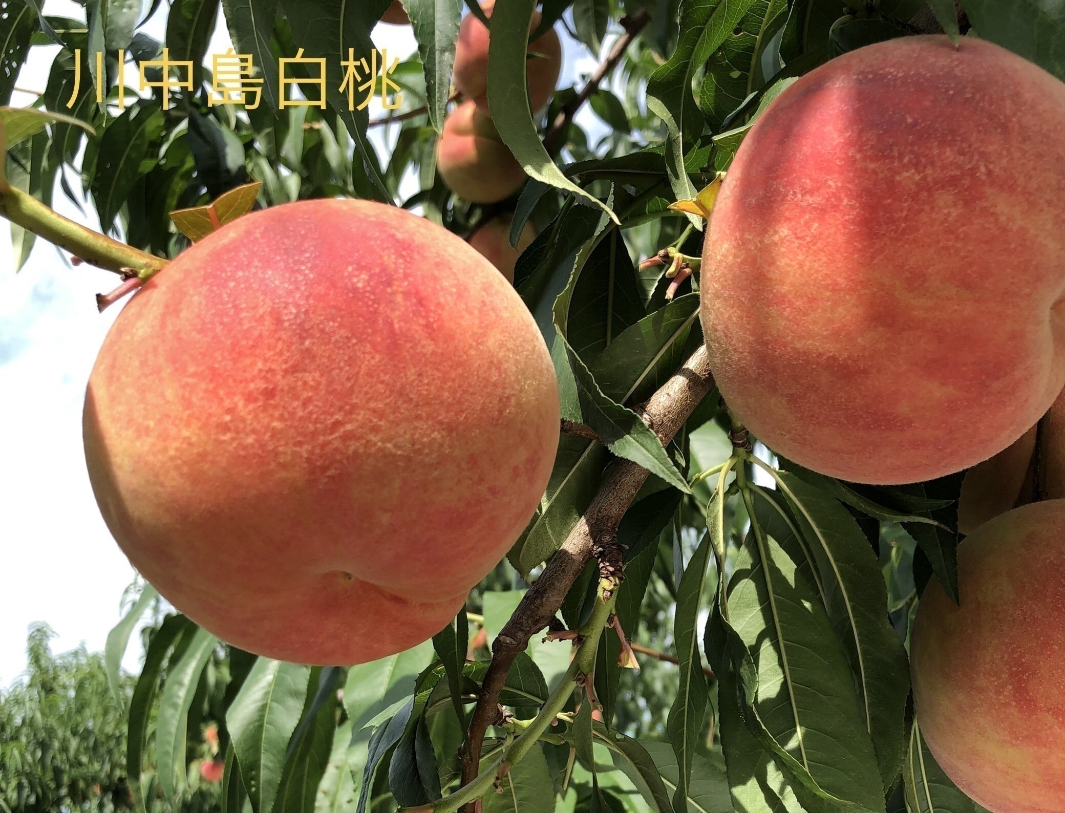 3番目のメイン画像