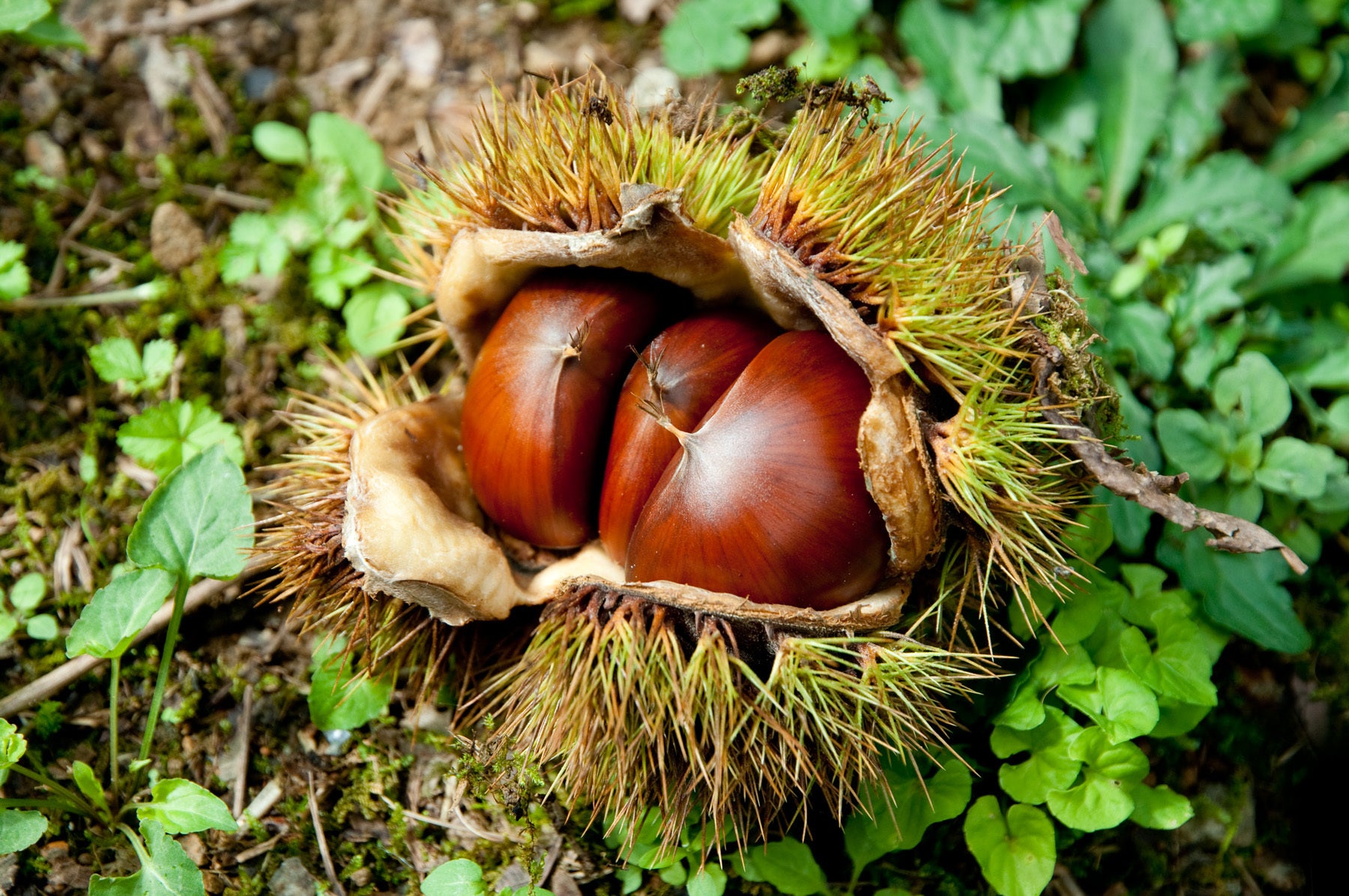 4番目のメイン画像