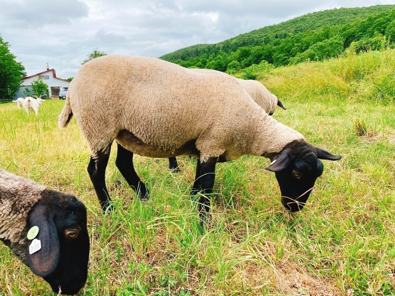 5番目のメイン画像