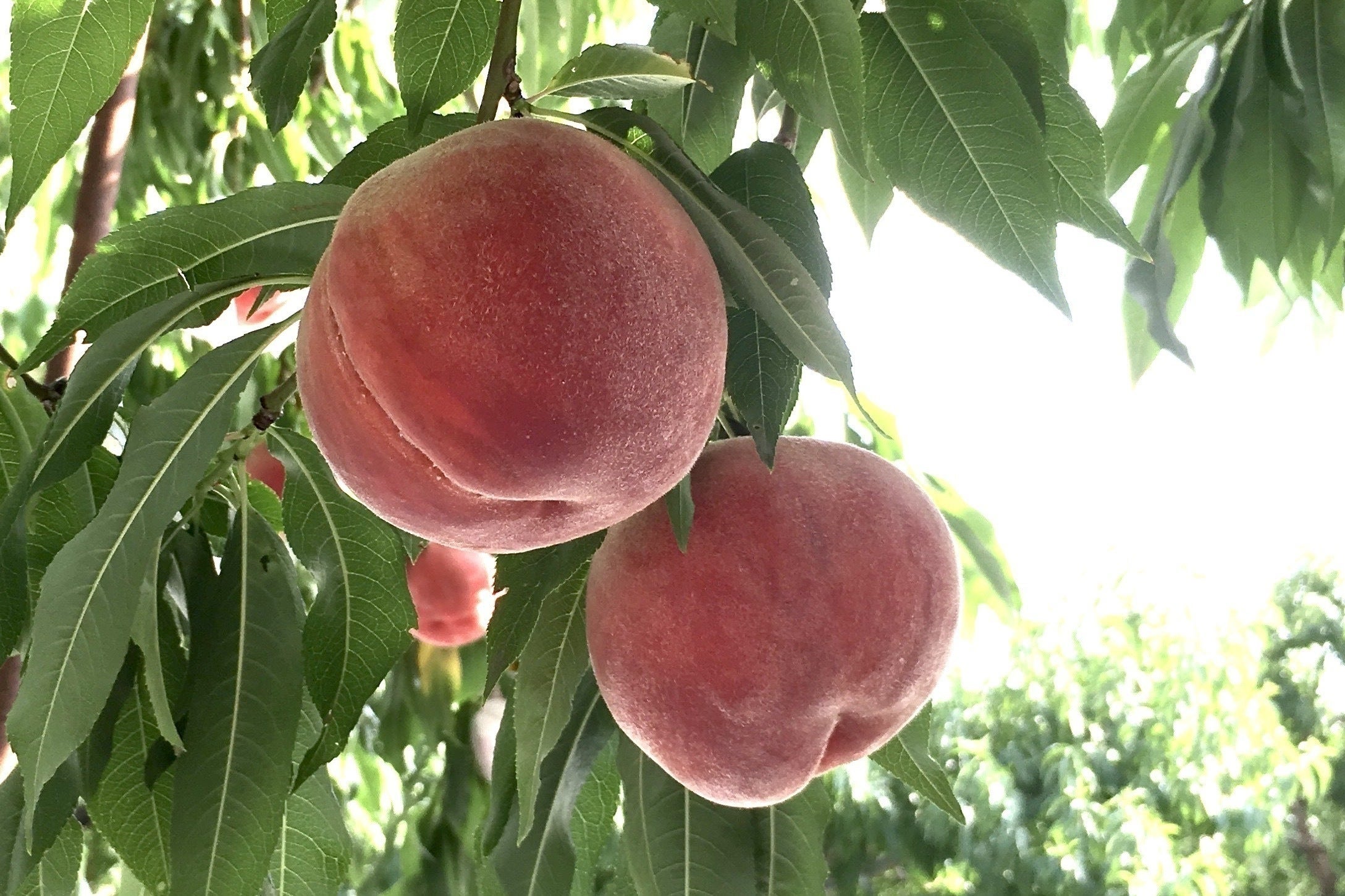 3番目のメイン画像