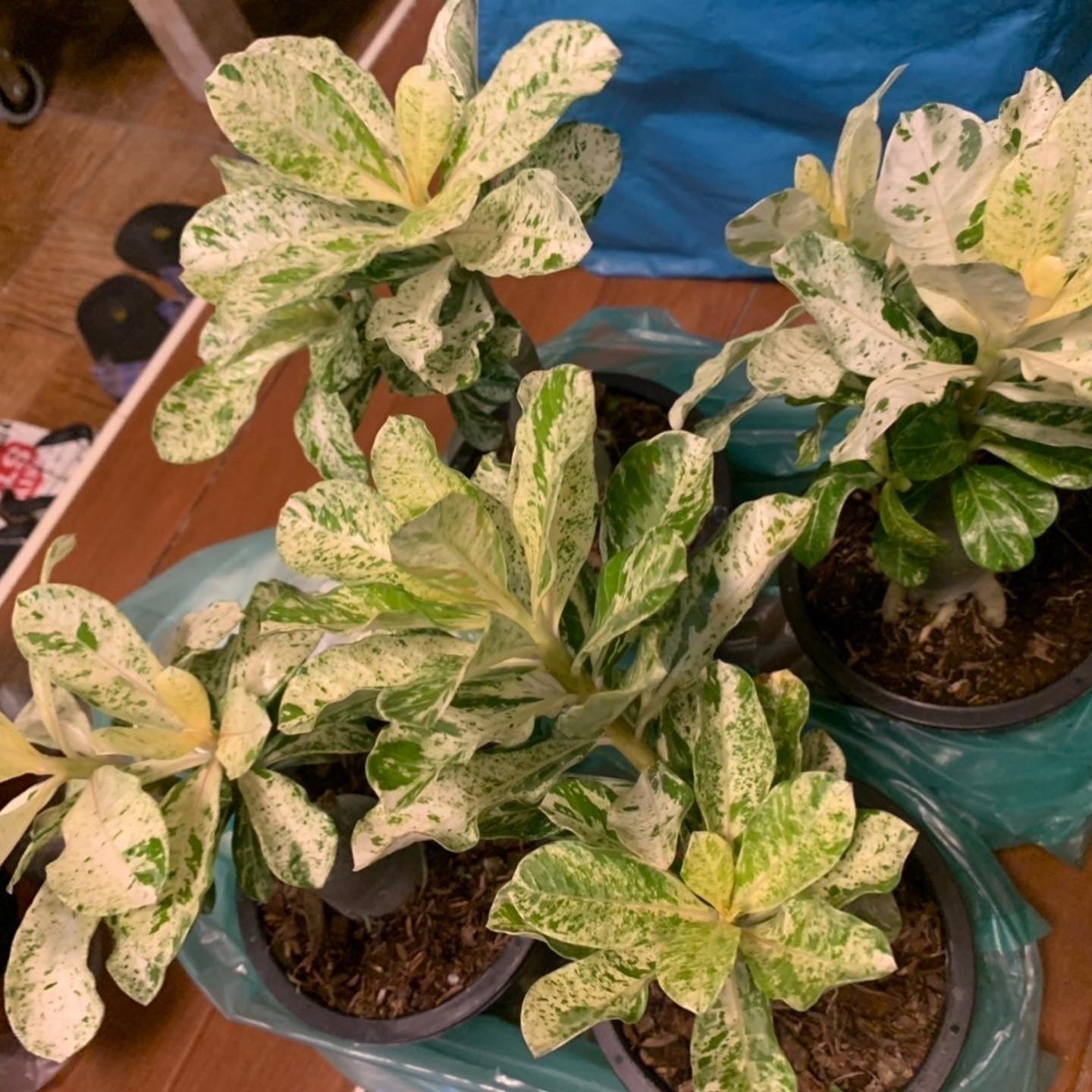 5番目のメイン画像