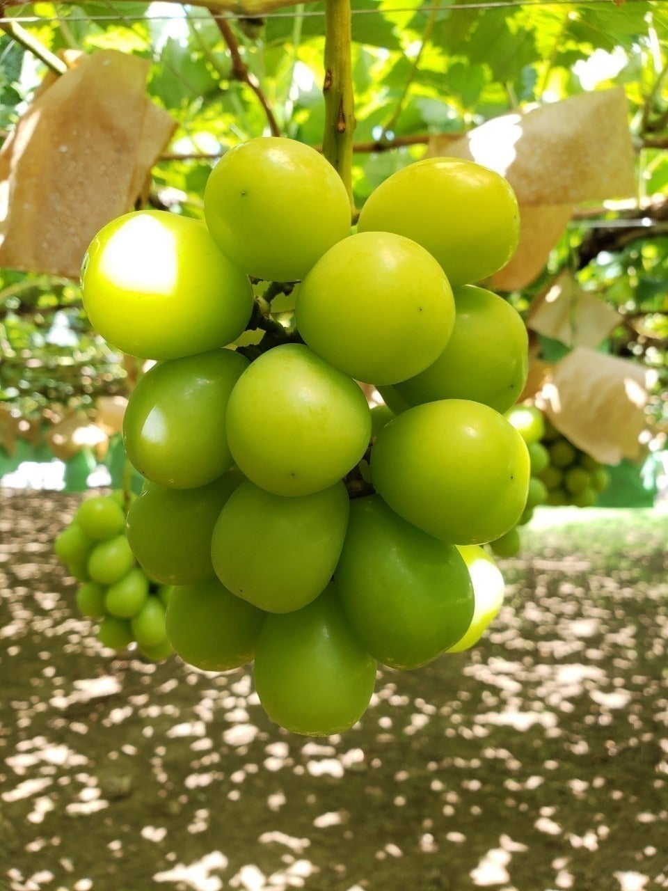 5番目のメイン画像