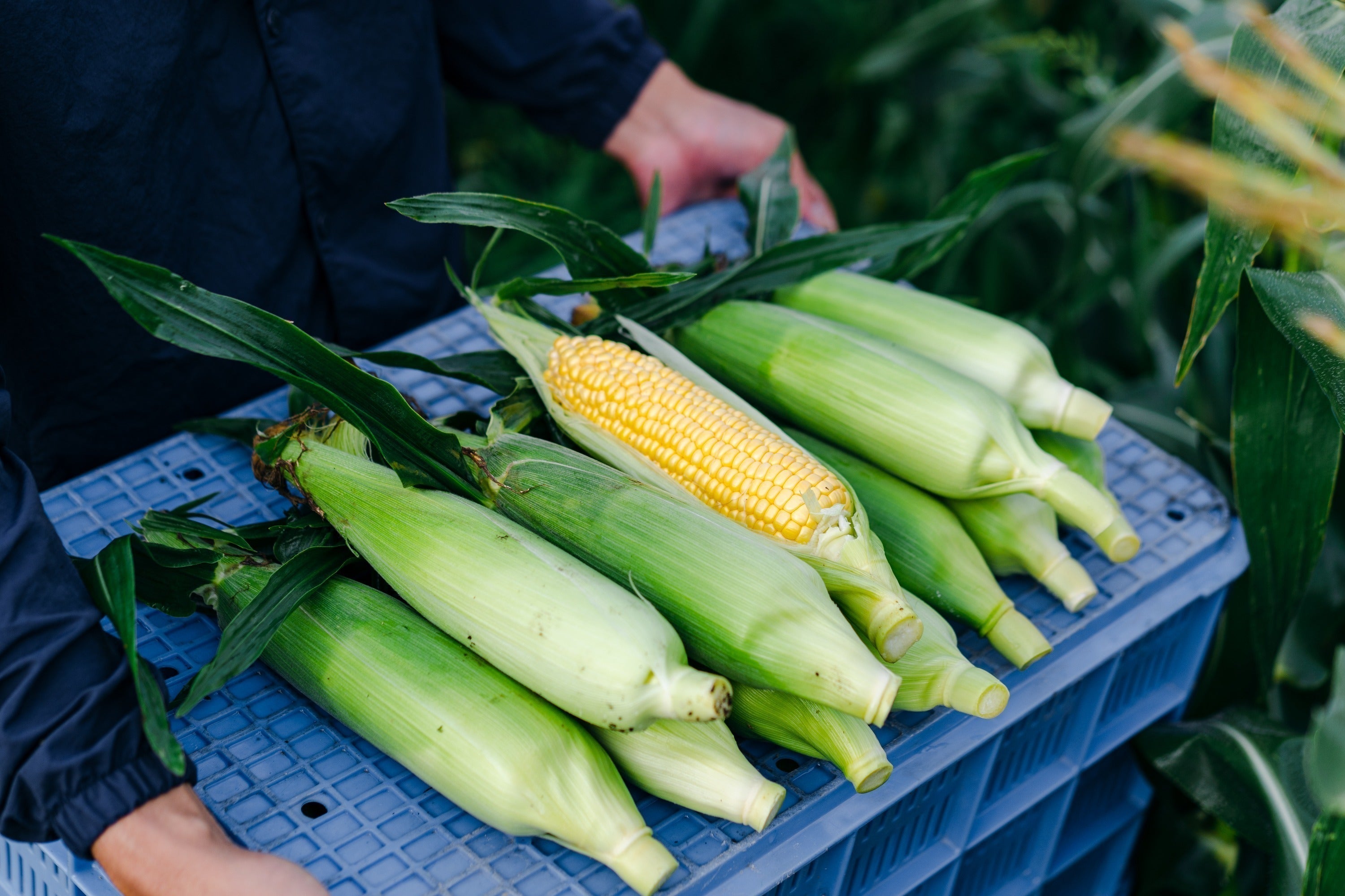 3番目のメイン画像