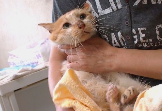 3番目のメイン画像