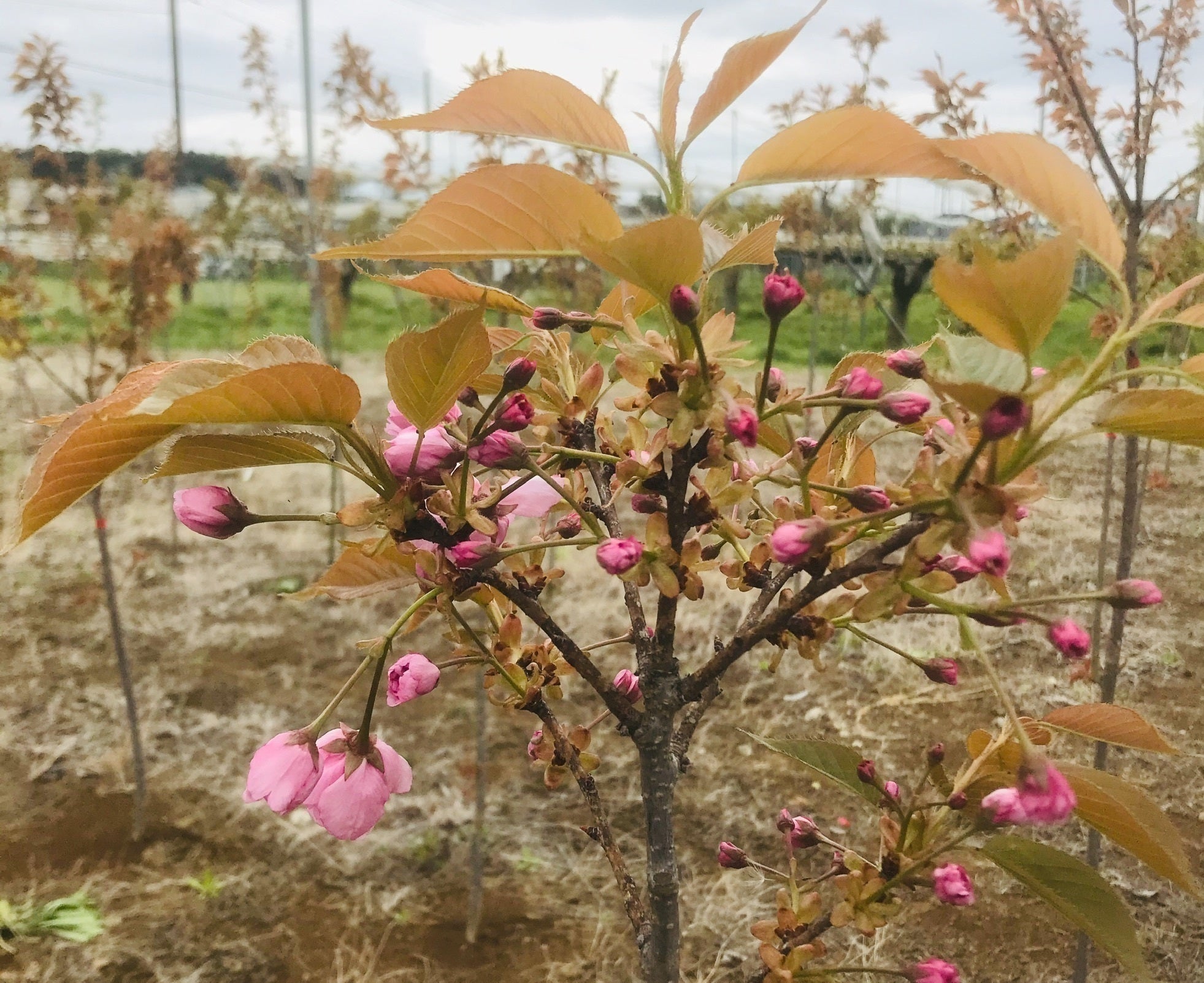 4番目のメイン画像