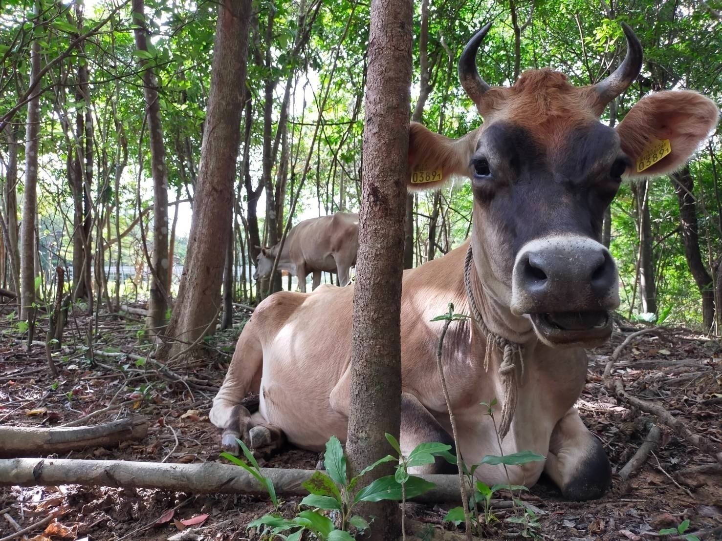 4番目のメイン画像
