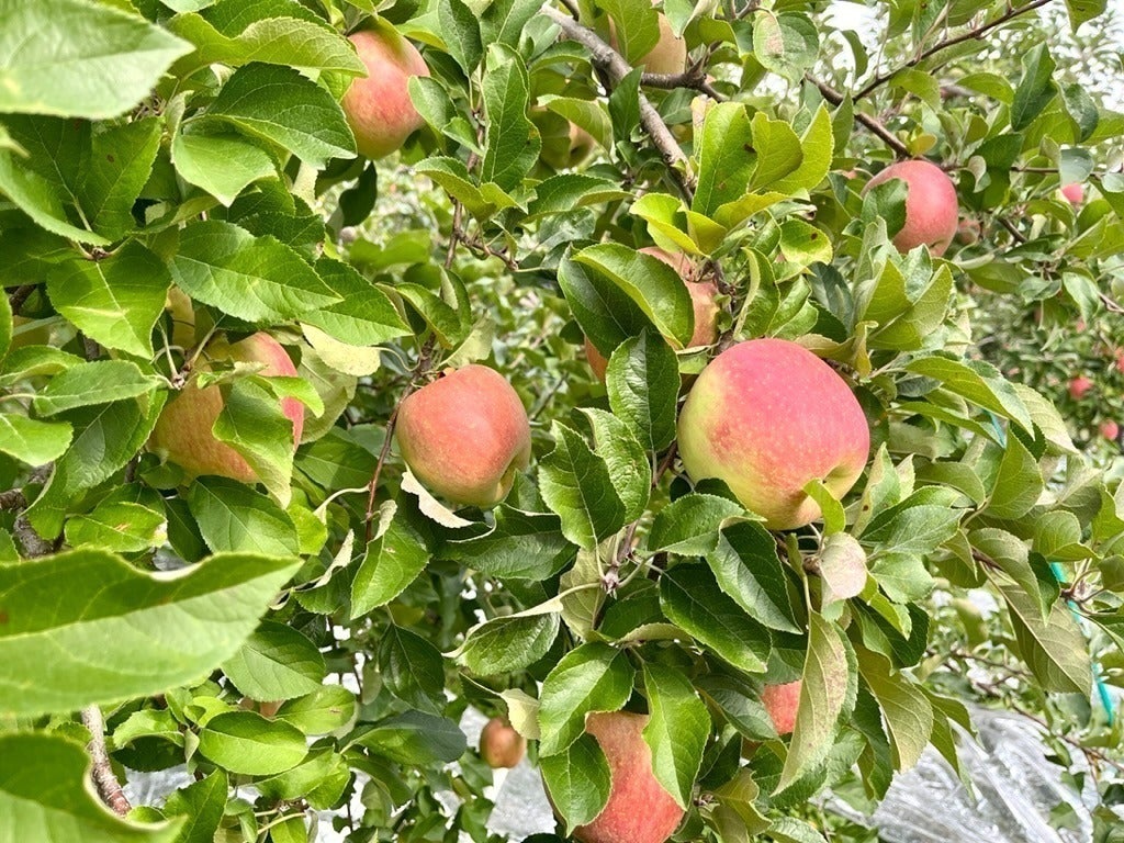 4番目のメイン画像