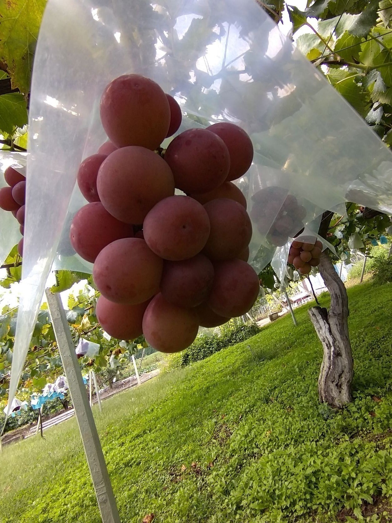 4番目のメイン画像