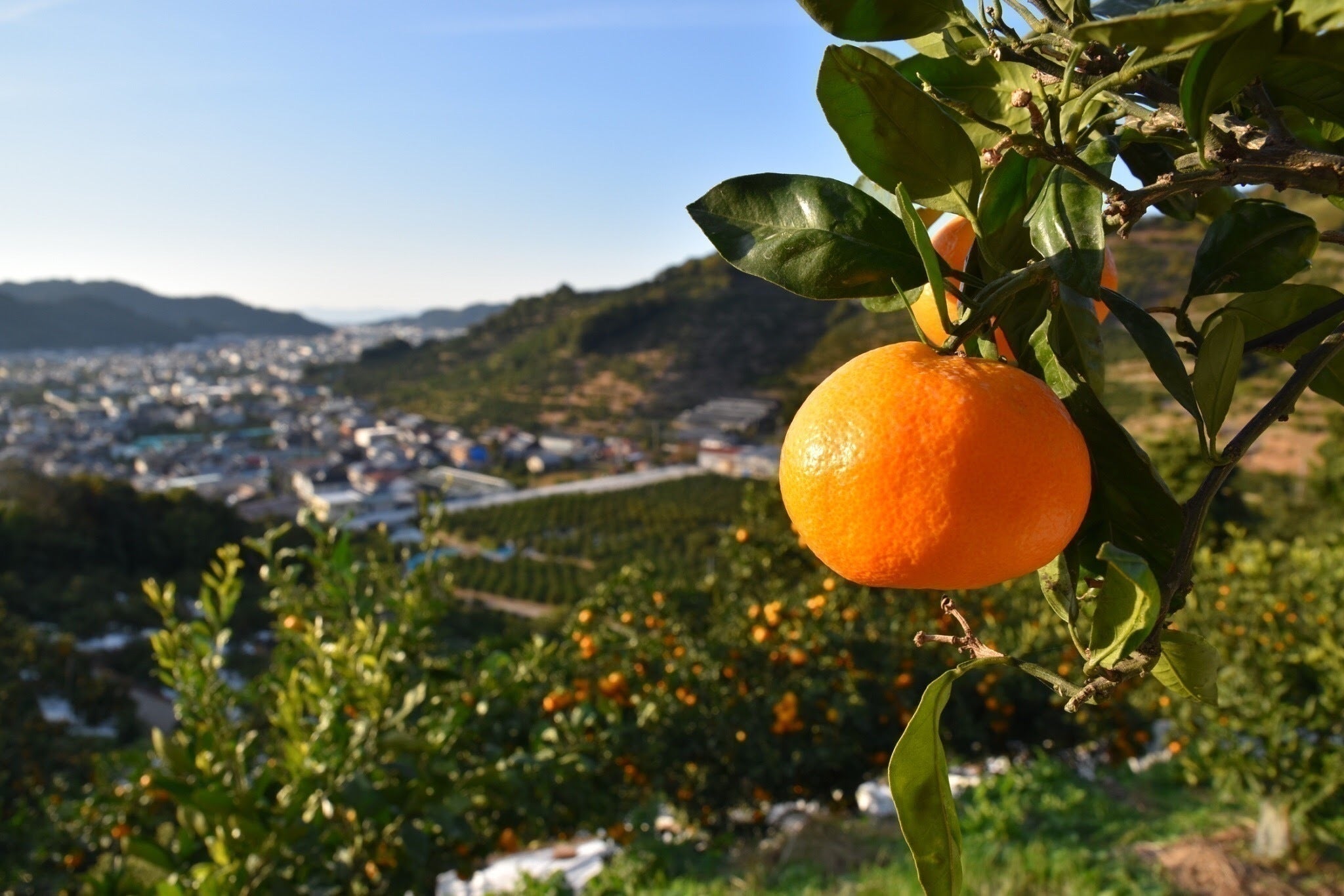 5番目のメイン画像