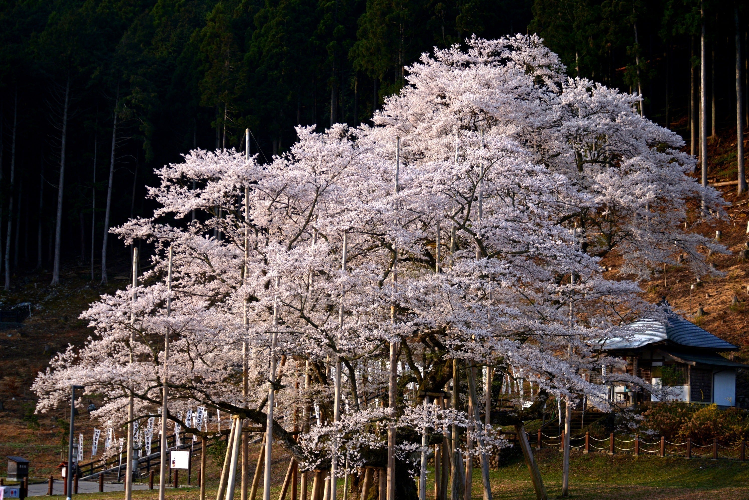 4番目のメイン画像