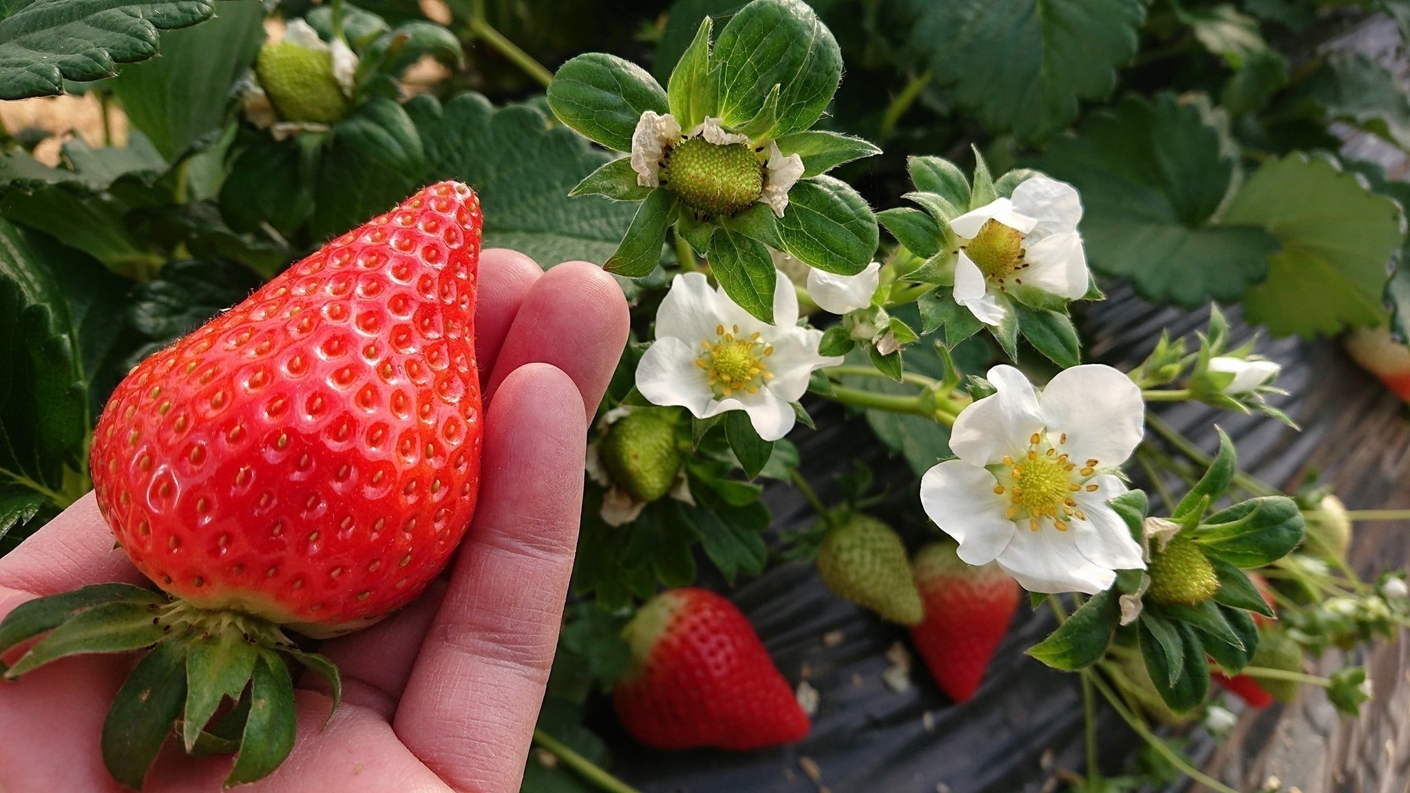 2番目のメイン画像