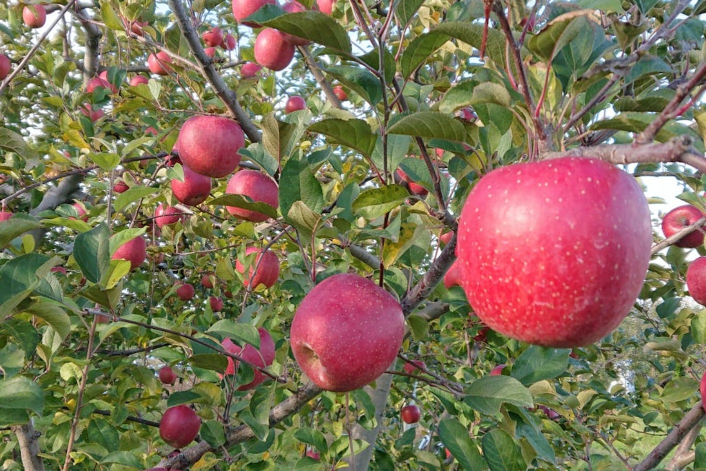 1番目のメイン画像