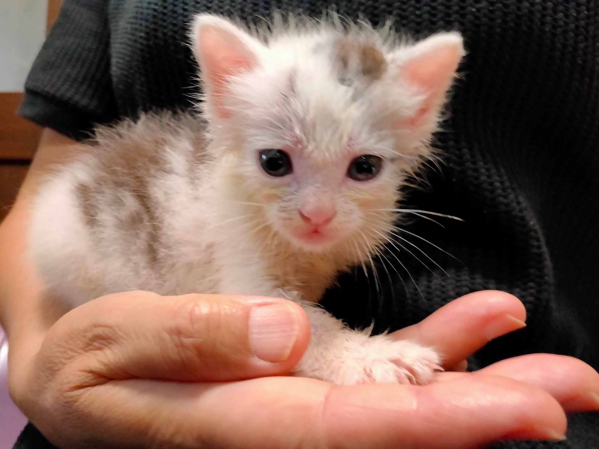 3番目のメイン画像