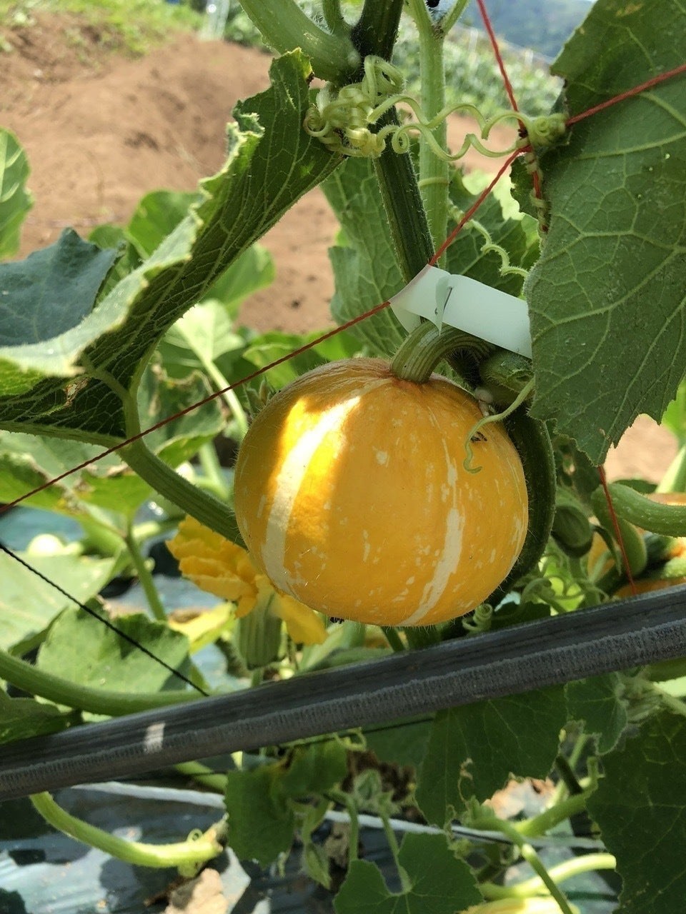 2番目のメイン画像