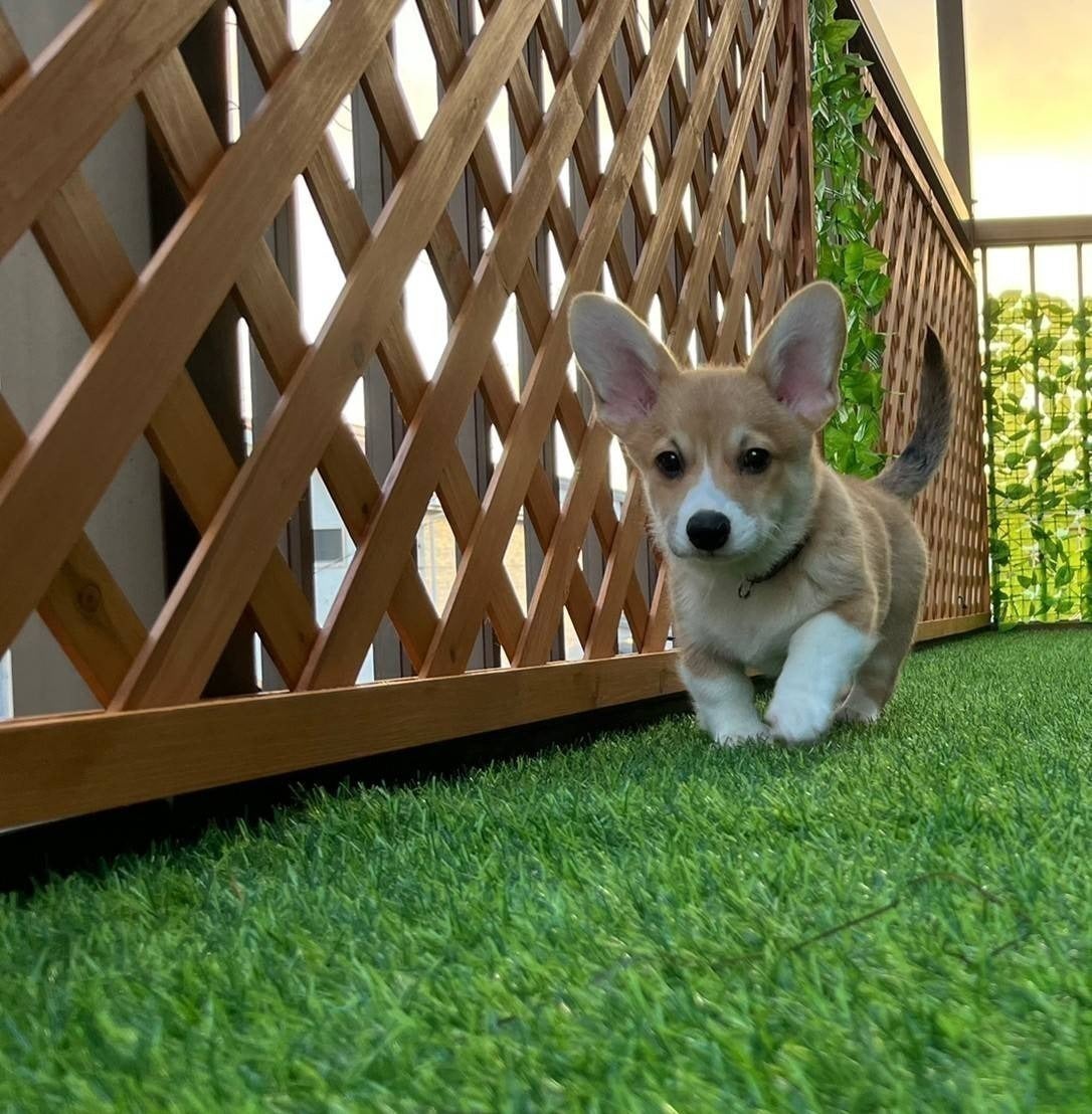 3番目のメイン画像