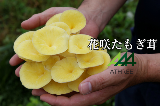 1番目のメイン画像